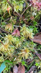 Sphagnum magellanicum