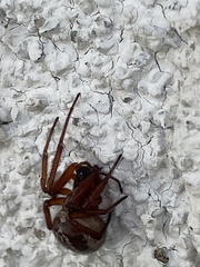 Steatoda nobilis