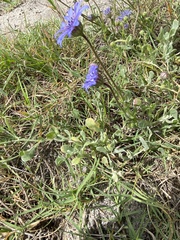 Felicia heterophylla