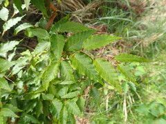 Fagus hayatae