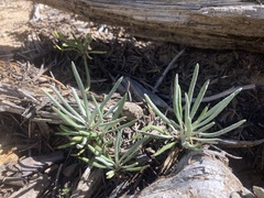 Packera spellenbergii