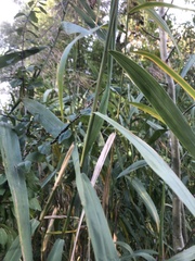 Phragmites australis