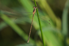 Lestes alacer