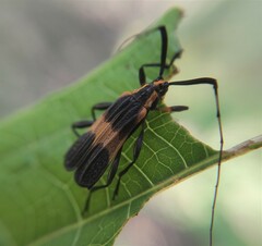 Batesparna platyptera