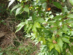Fagus hayatae