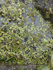 Azolla filiculoides