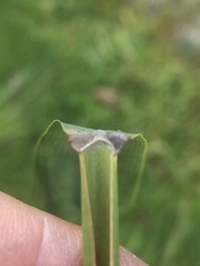 Phragmites australis
