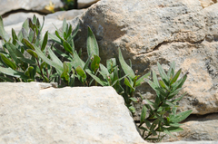 Glandora gastonii