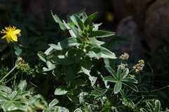 Glandora gastonii