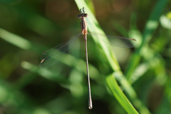 Lestes alacer