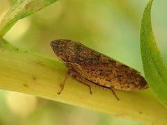 Aphrodini