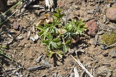 Pelargonium alchemilloides