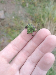 Azolla filiculoides