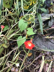 Ipomoea coccinea