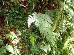 Dryopteris paleolata