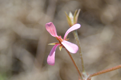 Pelargonium alchemilloides