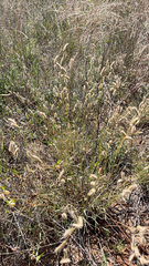 Bouteloua hirsuta