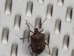 Halyomorpha halys