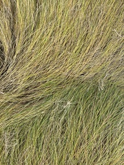 Sporobolus pumilus