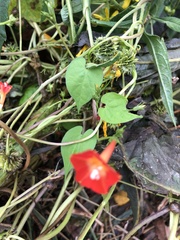 Ipomoea coccinea