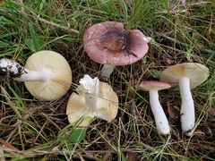 Russula turci