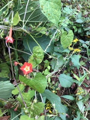 Ipomoea coccinea