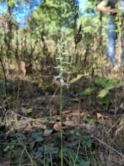 Spiranthes lacera
