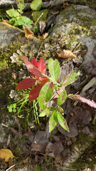 Vaccinium myrtilloides