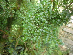 Eurya crenatifolia