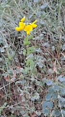 Cytisophyllum sessilifolium