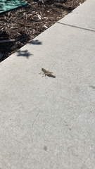 Melanoplus differentialis