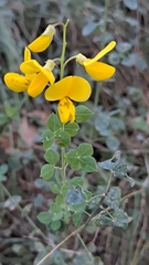 Cytisophyllum sessilifolium
