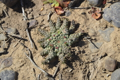 Anthacanthae