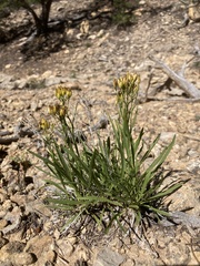 Petradoria pumila