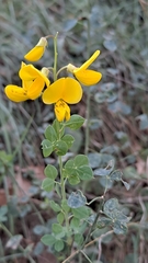 Cytisophyllum sessilifolium