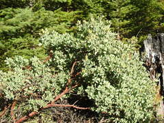 Arctostaphylos canescens