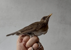 Turdus amaurochalinus