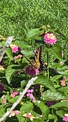 Papilio glaucus
