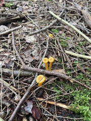 Gloioxanthomyces nitidus