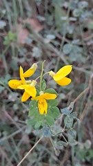 Cytisophyllum sessilifolium