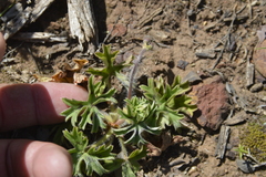 Pelargonium alchemilloides