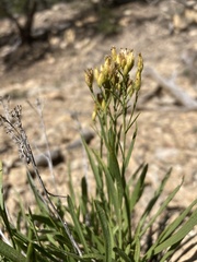 Petradoria pumila