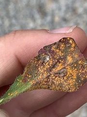 Coleosporium