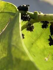 Enchenopa quadricolor