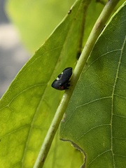 Enchenopa quadricolor