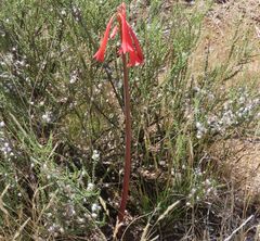 Cyrtanthus contractus