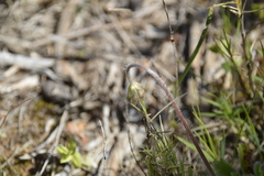 Pelargonium alchemilloides