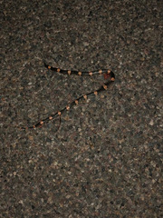 Rhinocheilus antonii