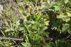 Pelargonium alchemilloides