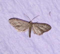 Euacidalia brownsvillea